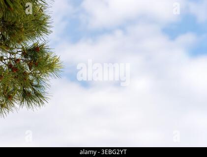 Pine tree branch with green needles against cloudy sky with copy space Stock Photo