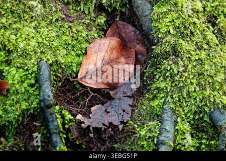 Decaying brown leaves fallen between clumps of green moss with fallen twigs on a damp woodland floor. Stock Photo