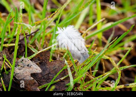 A small fluffy grey and white feather is caught between blades of grass above a bed of decaying brown leaves. Stock Photo