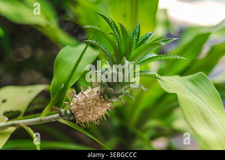 Young pineapple growing on plant in tropical garden close up Stock Photo