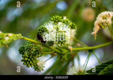 Macro close-up of green tropical flower buds and delicate white blossoms on a branch, with soft blurred foliage in the background. Natural botanical d Stock Photo