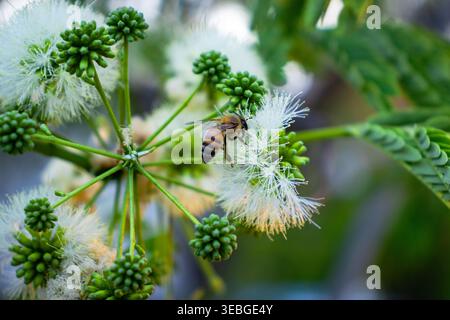 Close-up of a bee collecting nectar on delicate white tropical flowers with green buds, creating a natural pollination scene in a soft blurred garden Stock Photo
