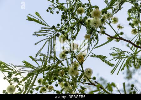 Delicate green acacia branches with fern-like leaves and fluffy white blossoms against a soft blue sky, creating a fresh natural floral background. Stock Photo