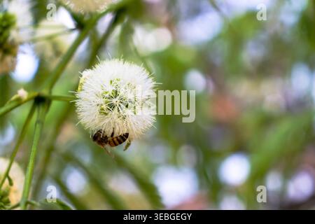 Close-up of a bee resting on a delicate white puff flower with soft green bokeh in the background. Natural macro scene of pollination in a garden sett Stock Photo