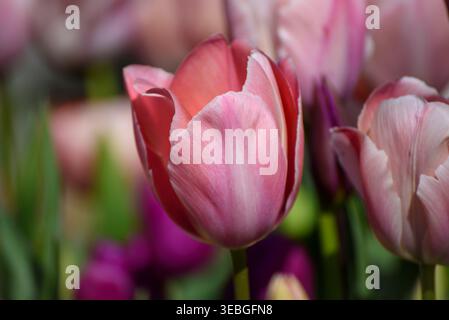 Close-up of a pink tulip in spring, its soft petals opening in natural light to reveal delicate colour and elegant form. Stock Photo