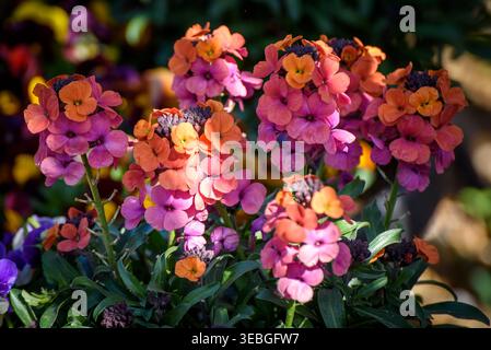 Close-up of Erysimum ��Erysistible Sunset�� (perennial wallflower) in bloom, showcasing warm sunset tones of orange, pink, and soft yellow Stock Photo
