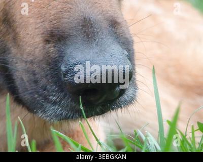 German Shepherd nose closeup. Close-up of a black nose german shepherd Stock Photo