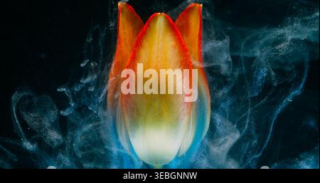 Flower abstraction. Splash paint. Blur yellow red color tulip blue in water nature floating on floral art environmental dark black background. Stock Photo