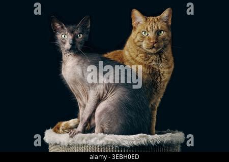 Portrait of two cats sitting against black background and looking at camera. Stock Photo