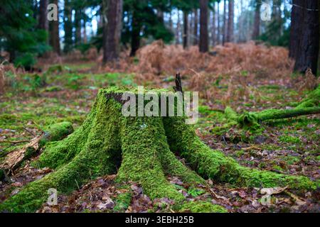 A moss covered tree stump in woodland. Stock Photo