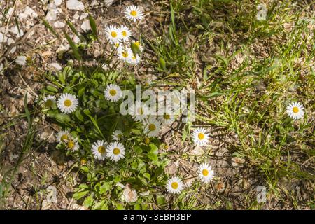 Wild daisies in the wild grass Stock Photo
