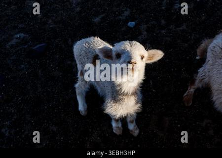 White baby goat looking up on rocky ground Stock Photo
