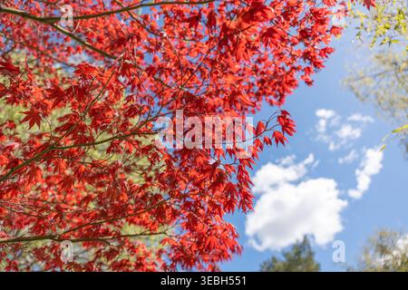 Vibrant red maple leaves glow against a bright blue sky with fluffy white clouds. Branches stretch upward, framing the scene in fiery autumn color. Th Stock Photo