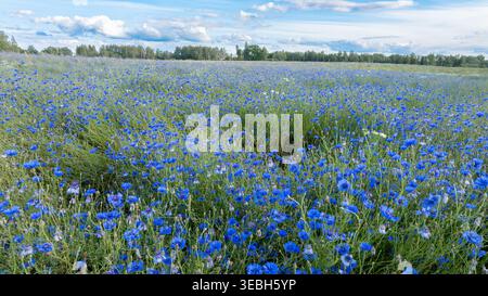 Cornflower field with blue sky Stock Photo