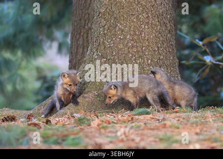 Babies red fox playing in the forest close a tree trunk on green background Stock Photo