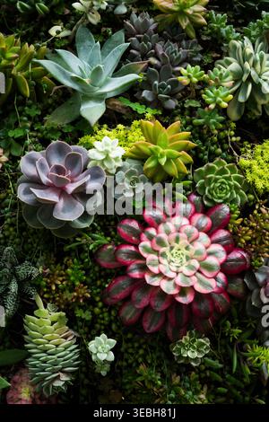 Multi-colored succulents carefully and artfully implanted in a large rock garden. Stock Photo
