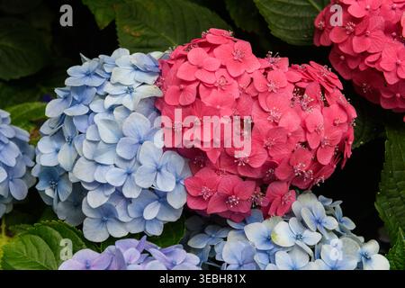Close-up of pale blue and pink Hydrangea flowers, also often called hortensia. Stock Photo