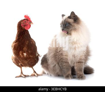 siberian cat and chicken in front of white background Stock Photo