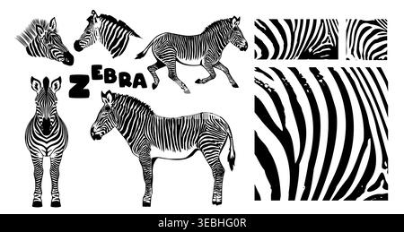 Monochrome zebra set. Hand drawn. Not AI, vector illustration. Stock Vector