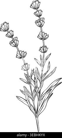 Lavender branches hand drawn vector outline illustration. Botanical clipart in black and white monochrome style. Elegant floral bouquet for wedding Stock Vector