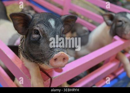 Close up of cute piglet in pink crate on farm. Friendly expression showing animal welfare and rural lifestyle concept. Stock Photo