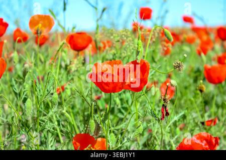 Bright red poppies bloom in a vibrant green field under a clear blue sky, showcasing the natural beauty of a wild spring meadow. Stock Photo