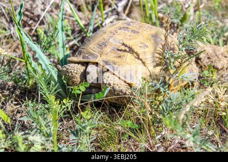 A light brown Steppe tortoise sits quietly among green grass in its natural steppe habitat on a sunny day. Stock Photo