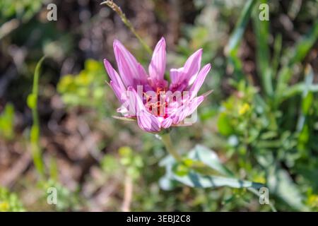 A close-up of a vibrant pink Tragopogon wildflower blooming in a green, sunny meadow during the daytime. Stock Photo