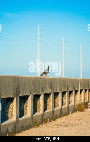 A grey pigeon with green feathers on its neck rests on the heavy concrete railing of a coastal transport overpass in the Florida Keys. Stock Photo