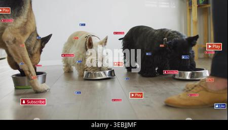 Feeding three dogs lined on wood floor in bright room, with steel bowls, overlays and shoe Stock Photo