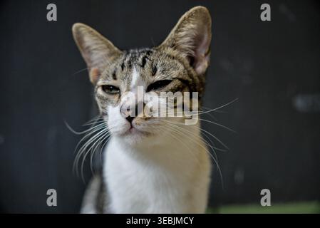 Adorable Mixed Breed Cat Looking at Camera with Gentle Bokeh Effect Stock Photo
