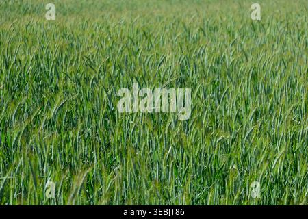 Green Wheat Field Close Up – Fresh Agricultural Crop Texture Background in Spring Stock Photo