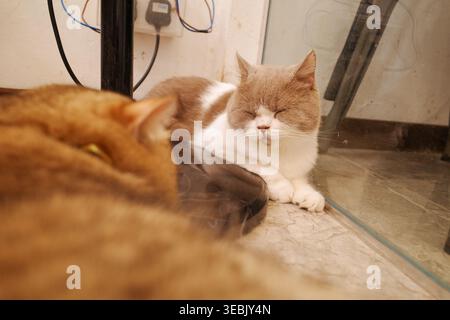 Soft cat rests peacefully on tiled floor. Another cat lies nearby, eyes closed. Warm lighting creates cozy atmosphere. Cats appear relaxed and content Stock Photo