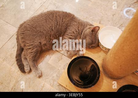 Gray cat naps beside food bowls. One bowl holds water, the other is empty. Cat lies on tiled floor, relaxed. Wooden tray holds both bowls. Soft fur an Stock Photo