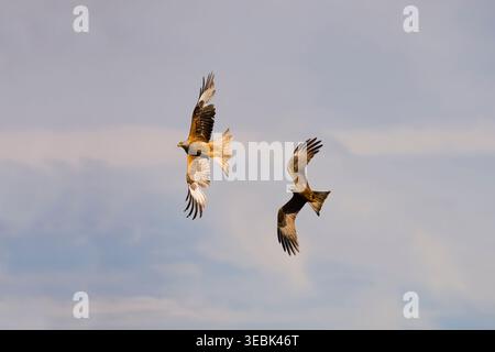 Black kite Milvus migrans, adult chasing Red kite Milvus milvus, adult in flight, Toledo, Spain, April Stock Photo