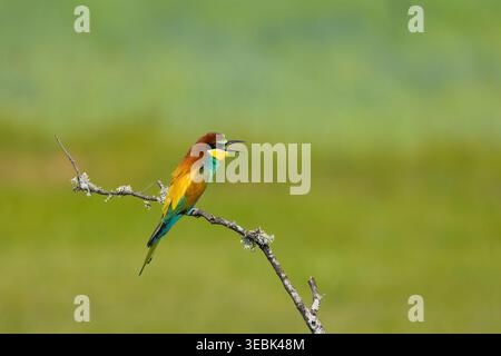 European bee-eater Merops apiaster, adult perched on branch, Toledo, Spain, April Stock Photo
