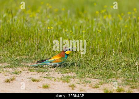 European bee-eater Merops apiaster, adult standing on ground, Toledo, Spain, April Stock Photo