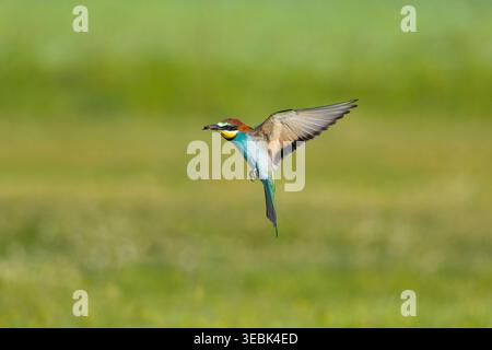 European bee-eater Merops apiaster, adult flying with butterfly in beak, Toledo, Spain, April Stock Photo