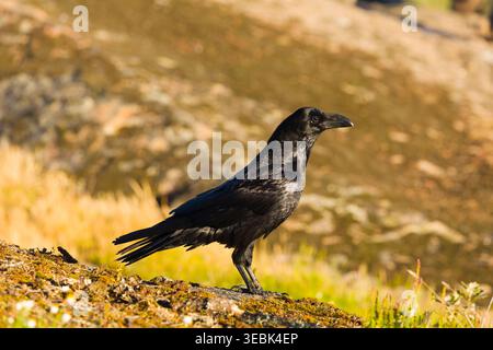 Common raven Corvus corax, adult standing on rock, Toledo, Spain, April Stock Photo