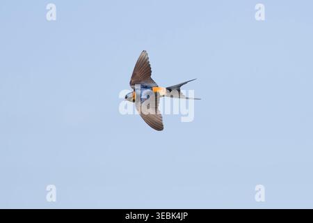 Red-rumped swallow Cecropis daurica, adult flying, Toledo, Spain, April Stock Photo