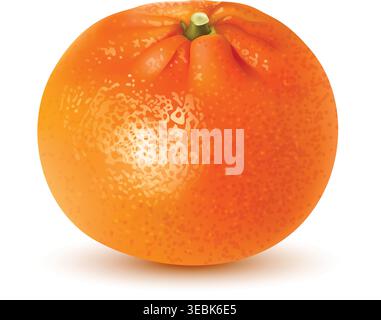 Realistic orange fruit composition Vibrant orange segment Stock Vector