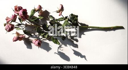 A bunch of dried pink roses lies flat on a light background. The stems and leaves are green but withered. The sunlight creates soft shadows under the Stock Photo