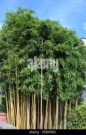 Tall thin bamboo stalks with leaves against clear blue sky Stock Photo