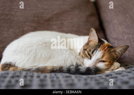 Soft Focus Calico Cat Curled Up Asleep on Gray Blanket Stock Photo