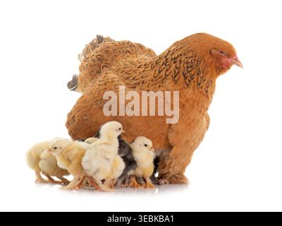 brahma chicken and chicks in a studio Stock Photo