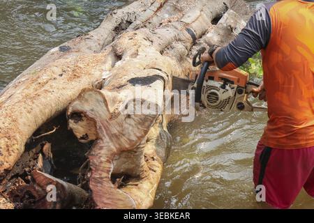 Hardworking focused man cutting large tree log with heavy chainsaw while standing deep inside muddy river water clearing dangerous flood debris from o Stock Photo