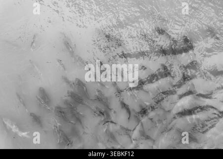 Abstract texture monochrome grunge dark pattern surface background presenting mysterious emotional depth with rough smudged detail providing creative Stock Photo