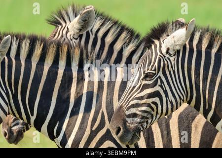 View of two magnificent zebras with their striking black and white stripes contrasting against a vibrant green backdrop, Kruger Park, South Africa. Stock Photo