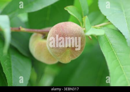 Close-up of Ripening Saturn Donut Peaches (Prunus persica f. compressa) Hanging on a Tree Branch with Green Leaves in an Orchard Stock Photo