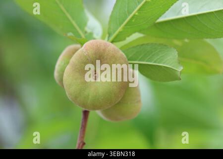 Close-up of Ripening Saturn Donut Peaches (Prunus persica f. compressa) Hanging on a Tree Branch with Green Leaves in an Orchard Stock Photo